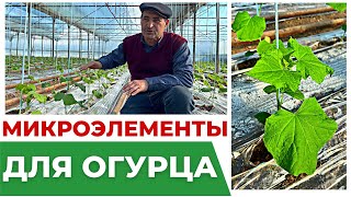 Микроэлементы для огурца в теплице. #теплица #удобрения #микроэлементы #огурцы #агробизнес #рассада