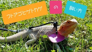 フトアゴヒゲトカゲの飼育方法