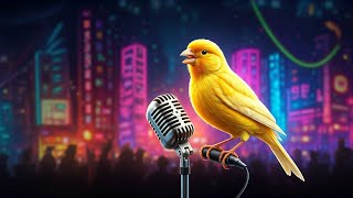 canary singing | canary songs | canary sing | canario canto Para ensinare | كناري #Bozcanary