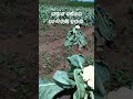 ବର୍ଷାଦିନିଆ କୋବି ଚାଷ coliflawar practicalbulu farming