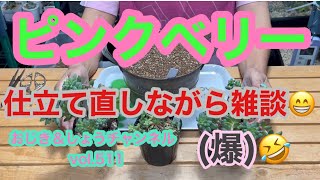 【多肉植物】vol.511ピンクベリーの仕立て直し＆雑談 #succulent #gardening #花友フェスタ