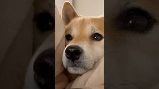 飼い主食事中の甘えん坊犬 #shiba