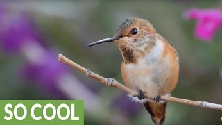 Stunning HD footage of wild hummingbirds