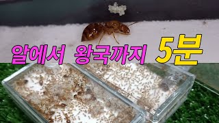 여왕개미 왕국의 탄생 5분만에 알아보기