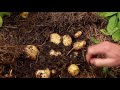 Dealing with Potato Blight - 60 Second Gardening