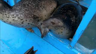 【アザラシ】繋がりゴマちゃん（伊勢シーパラダイス／水族館）