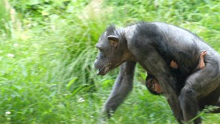 帰りはソワソワおちつかないね。それがチンパンジー　よこはま動物園ズーラシア　チンパンジー　202405