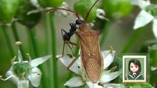 30秒の心象風景20194・アリが来ても動かない～ハリカメムシ～