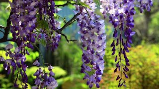 Kawachi Fujien Wisteria Garden