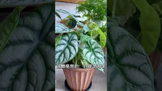 【蓝胖小花匠🎏】封闭阳台我养护的植物介绍（2）#爱生活爱养花#阳台花园#养花小知识#封闭阳台养花#绿植