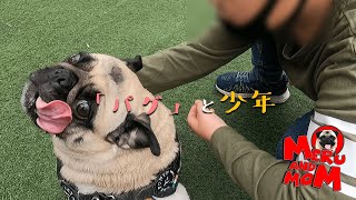 【パグ】いつものドッグランでパグ好きの男の子とふれあうパグ犬の姿をぜひ見てほしい！【Pug】