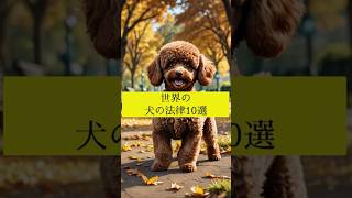 世界の犬の法律10選 #犬の雑学 #犬の豆知識 #犬のいる暮らし #犬の法律