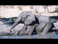 LIVE at the waterhole - 27 May 2026