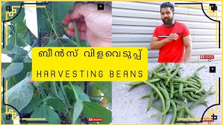 ORGANIC vegetable garden, BEANS HARVESTING, ബീൻസ് വിളവെടുപ്പ്, Kitchen Garden, Basic veggies.