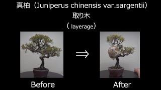 【ミニ盆栽：mini bonsai】真柏（シンパク）‐2（2019年）:Juniperus chinensis var.sargentii　取り木：layering　How to Bonsai