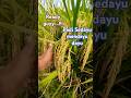 Padi Viral 2024 Padi Sedayu benih ready #agriculture #padiunggul