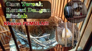 Cara Sederhana & Mudah Ternak Kenari Khusus Pemula