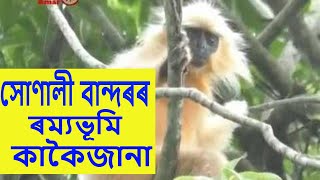 Golden langurs in Kakoijana ,Bongaigaon