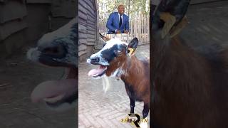 Goat Epic reaction #viral #animals #funny #tiktok #shortvideo #bakri #funnyanimals #shorts #bakra