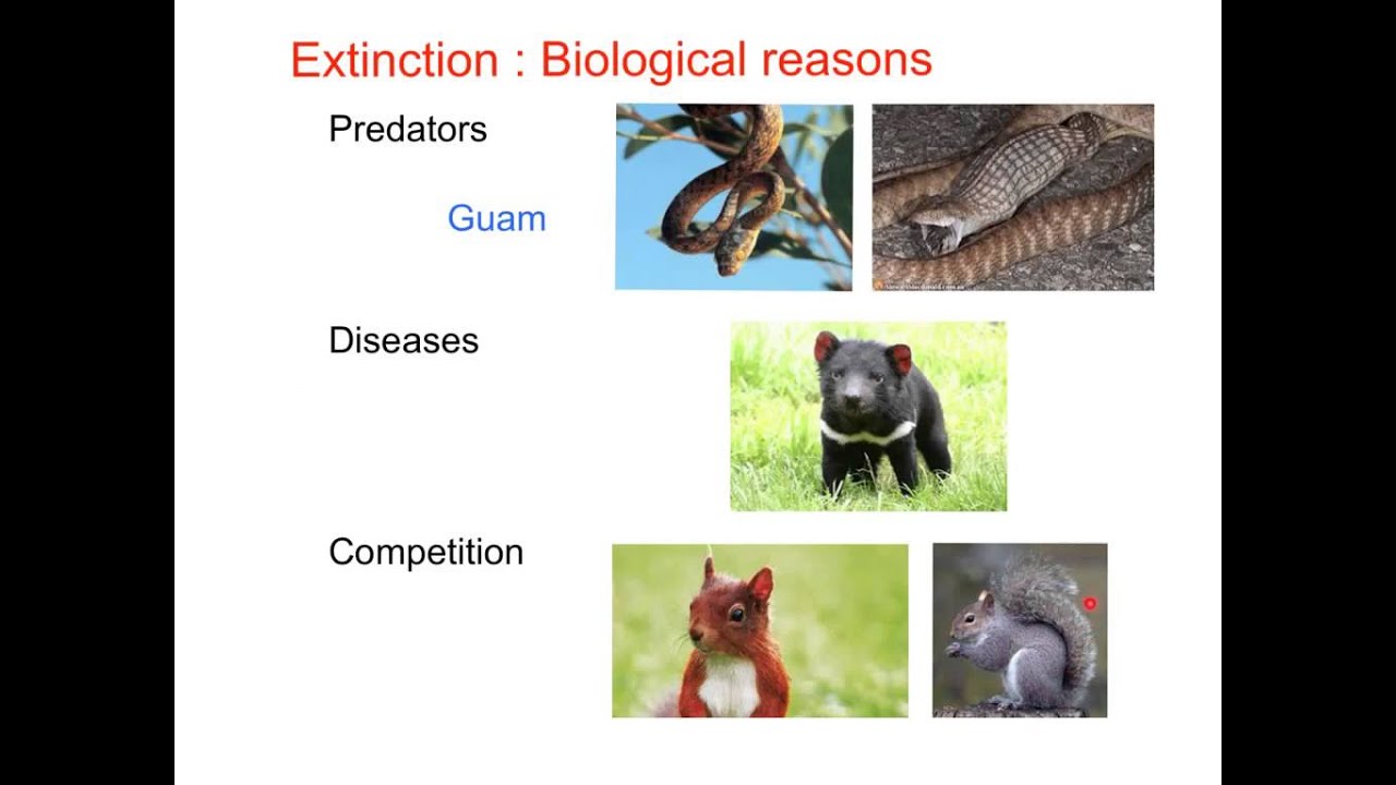 GCSE Biology : Extinction - YouTube