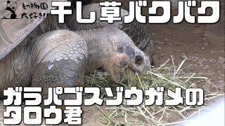 おじいちゃんでも食欲旺盛　ガラパゴスゾウガメ　上野動物園　2021年7月23日