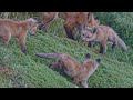 ロサンゼルスで野生動物撮影 nikon z fcで子ぎつねを撮る！wildlife photography usa nikon zfc redfox キツネ 4k 556pf 野生動物