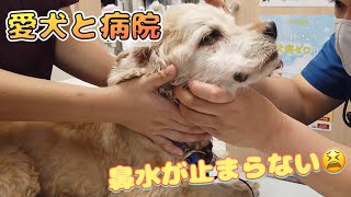 【動物病院】アメリカンコッカースパニエル愛犬てんちゃんと病院　鼻水がとまらない... 【犬と猫】