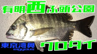 クロダイ シーバス 堤防 黒鯛 夜釣り夏 東京湾 黒鯛 有明西ふ頭公園 湾奥 お台場 アオイソメ 東京湾奥 tokyobay チヌ　営業Ｓ ヘチ釣り