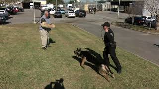 ECSO Open House - How to become a K-9 Handler