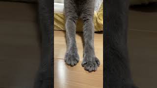 手手っ手手手手手　猫ちゃんのお手手 #猫 #ねこ  #cat #funny #ロシアンブルー #russianblue