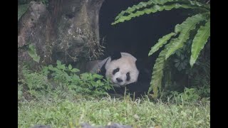 20201021 樹洞睡覺好舒服 團團午餐早下肚 Giant Panda Tuan Tuan