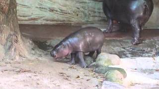 上野動物園コビトカバ赤ちゃん_眠れないナツメ大慌て