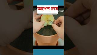 আপেলের বীজ থেকে চারা তৈরীর পদ্ধতি।