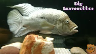 I Let My Fish Do The Talking -  Big Graverobber  #\