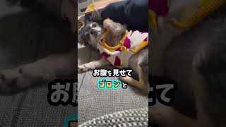 犬が好きな人にだけ見せる３つの行動 #shorts