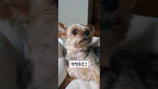 보호자가 또 이상한 걸 보고 왔다. feat.정중한 거절  l #요크셔테리어 #요키 #yorkshireterrier #yorkie