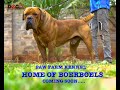 Paw Farm Kennel Home of Boerboels giants