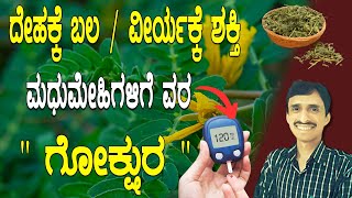 ವಾತದೋಷಕ್ಕೆ ರಾಮಬಾಣ, ದೇಹಕ್ಕೆ ತಂಪು ಗೋಕ್ಷುರ | Gokshura benefits | Dr Vinayak Hebbar