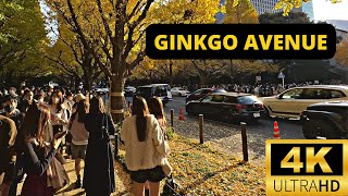 TOKYO, JAPAN 🇯🇵 [4K] Jingu Gaien Ginkgo Avenue — NOVEMBER 2022