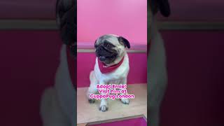 Adopt Ernie at CuppaPug London #adoptapug