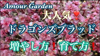 【多肉植物】大人気！ドラゴンズブラッドの増やし方、育て方！Amour Garden.Succulent