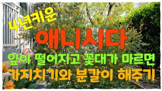 4년키운애니시다_식물키우기 #애니시다잎이떨어지고꽃대가마르면가지치기와분갈이해주기 #거목산업사분갈이흙 #애니시다는꽃이다진후가지치기해주시면좋습니다