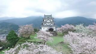 CherryBlossom Castle Drone 宇和島城 ドローン 桜 愛媛県