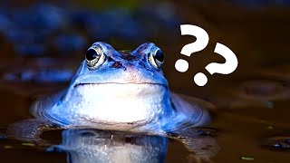 Why Frogs Are So Misunderstood