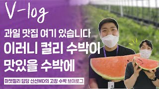 맛있는 수박은 어디서? 마켓 컬리에서!!🍉여름 과일의 끝판왕을 보러 고창으로 떠나다ㅣ신선MD 고창 수박 브이로그ㅣ마켓컬리