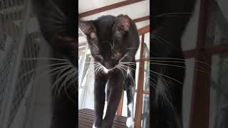 This funny cat has the most cute tiny meow! சிறிய அபிமான குரல் கொண்ட வேடிக்கையான பூனை!#funny ##cat