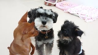 ミニチュアシュナウザーのポールは人気者　🐶ひみつきちなう！①🐶  2023年3月9日