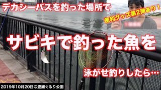 【豊洲ぐるり公園で釣り】 デカシーバスを釣った釣り場でサビキで釣れた魚を泳がせ釣りしたら…！第2弾便利グッズ紹介もあり！《2019年10月20日》