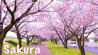 Sakura Park in Japan!! Cherry Blossom with Drone! さくらパーク！