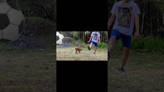 サッカーの楽しさを知る柴犬さん#shorts#柴犬#しばいぬ#柴犬風太郎